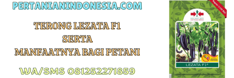 terong,lezata,f1,terong lezata,lezata f1,pertanian indonesia